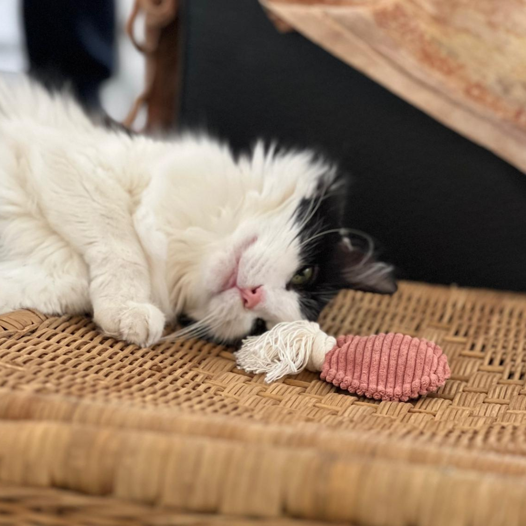 Le Mini jouet pour chat à la valeriane