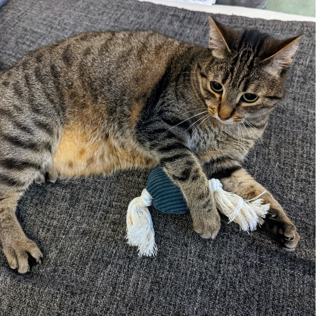 Le Mini jouet pour chat à la valeriane