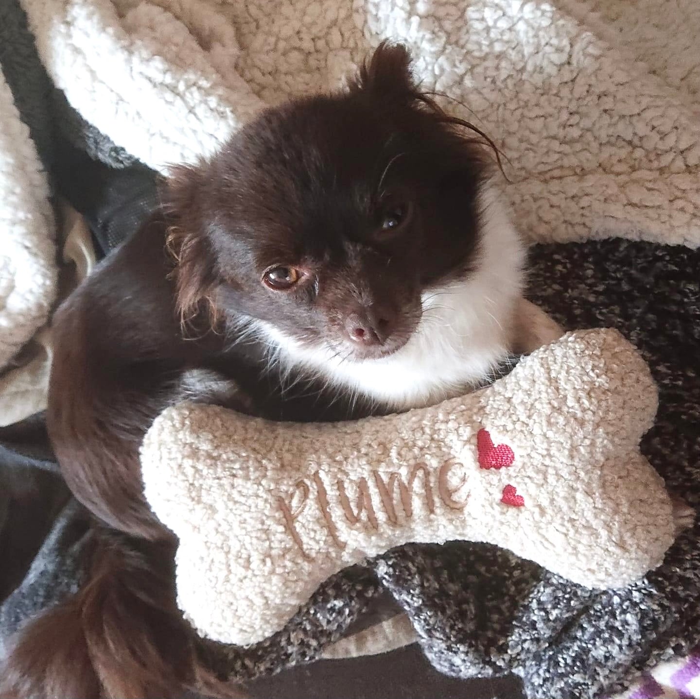 L'Os personnalisé Teddy