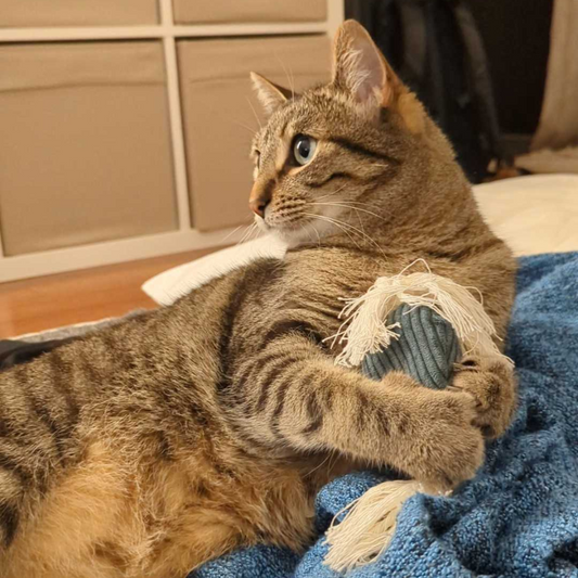 Le Mini jouet pour chat à la valeriane