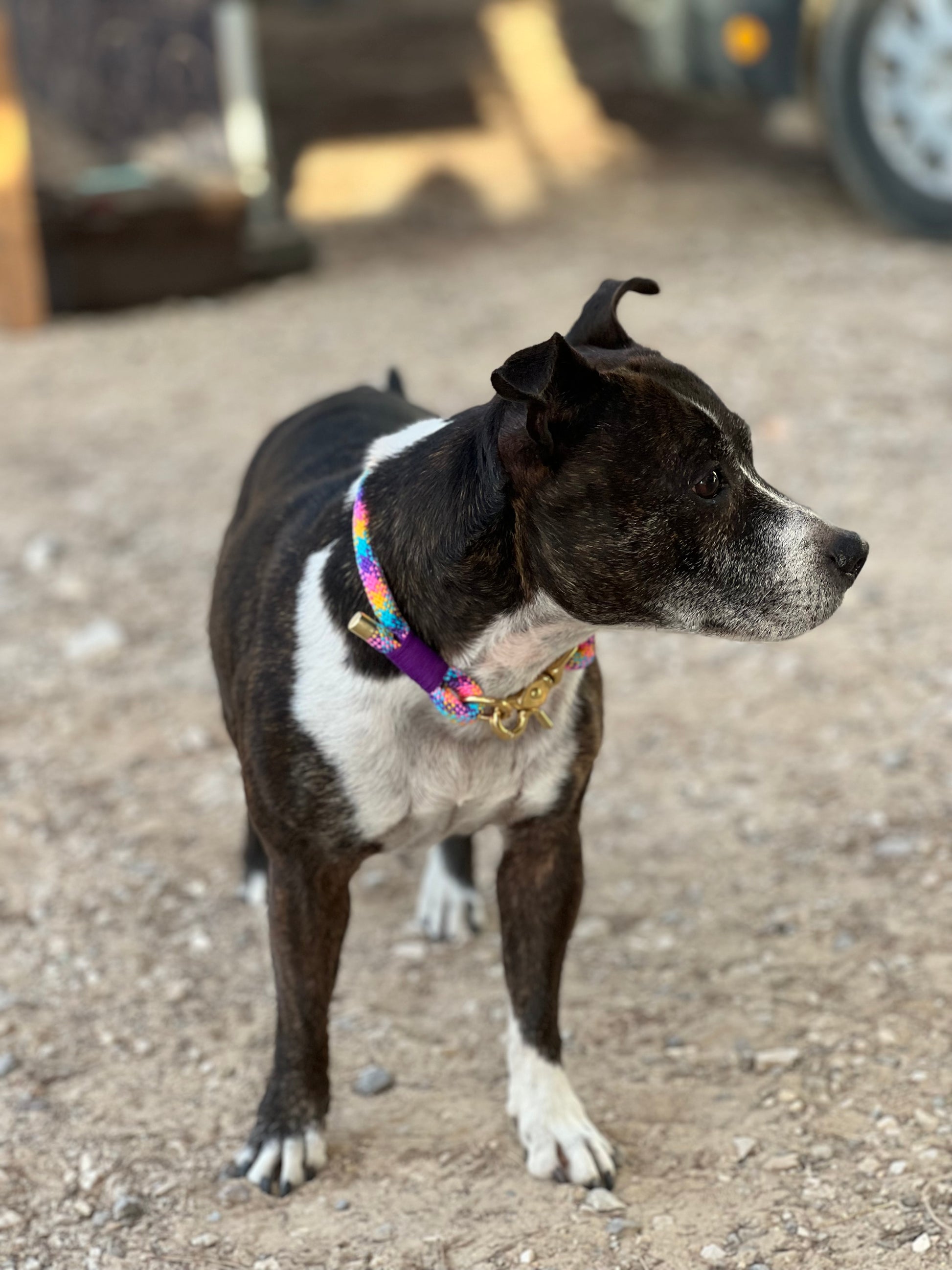 Collier pour chien en corde en gros